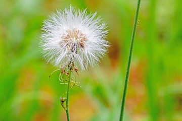 The white flower of a dandelion