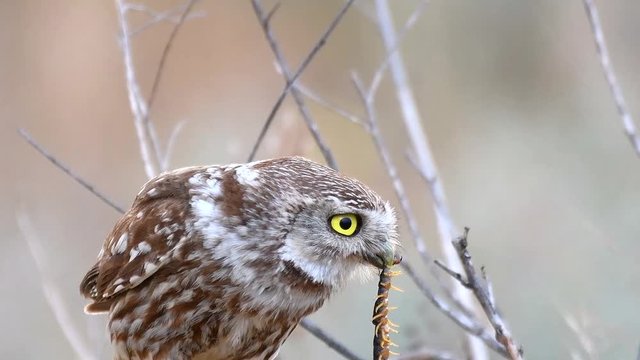 Little owl (Athene noctua) sits on a stone with a centipede in its beak.