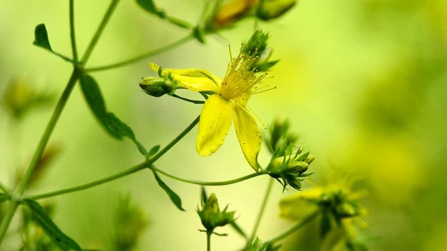 St. John's wort, medicinal plant with flower 
