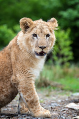 Young lion cub in the wild