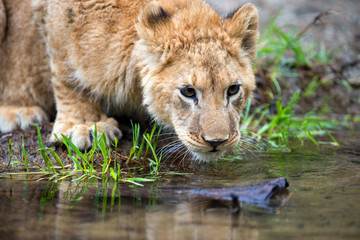 Naklejka na ściany i meble Young lion cub drink water