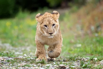 Crédence de cuisine en verre imprimé Lion Young lion cub in the wild