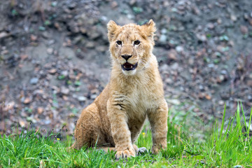 Young lion cub in the wild