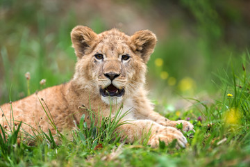 Fototapeta na wymiar Young lion cub in the wild