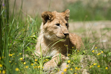 Young lion cub in the wild