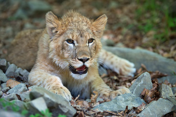 Naklejka na ściany i meble Young lion cub in the wild