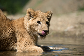 Young lion cub drink water