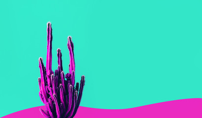 Exotic color of cactus on colorful background