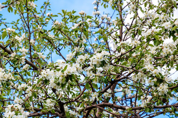 The Apple tree blossoms in the spring.