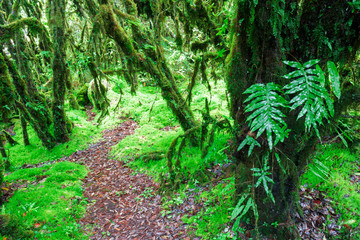 Angka wooded , deep wild nature in Inthanon international park in Chiang mai, Thailand