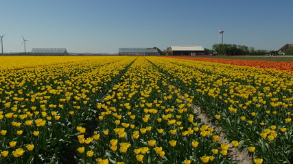 Campagna Olandese con campi di tulipano