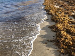 seaweed on the beach