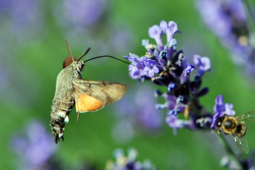 Butterfly a Hummingbird Hawk-moth in flight, sucking nectar from a Levander. © mirecca