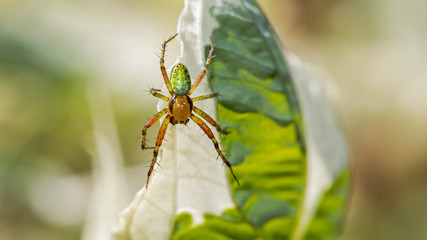 Spinne auf Hartriegel
