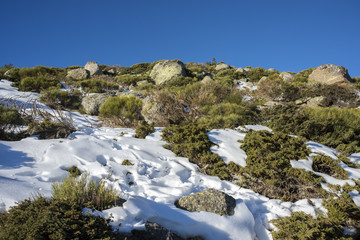 Fototapeta na wymiar Padded brushwood (Juniperus communis subsp. alpina and Cytisus oromediterraneus) in the municipality of Rascafria, in Guadarrama Mountains National Park, province of Madrid, Spain