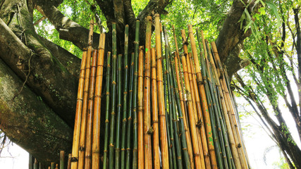 Bamboo In The Park