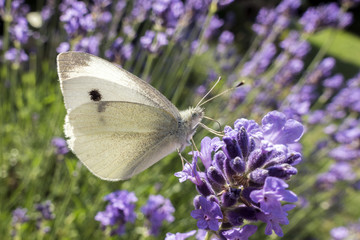 Folded wings of Large white butterfly, Pieris brassicae, contrasting with the violet levander and violet background