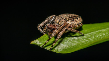 Naklejka premium Spinne auf einem Blatt