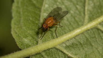 Fliege auf einem Blatt