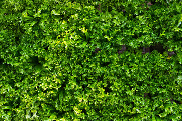 Green nature background.