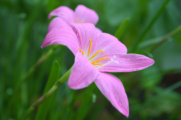 Pink rain lily, Zephyranthes sp., Central of Thailand