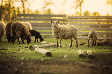 Obraz premium Sheep Life