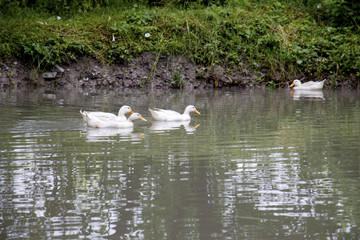 white duck swimming in the lake. White duck on the water