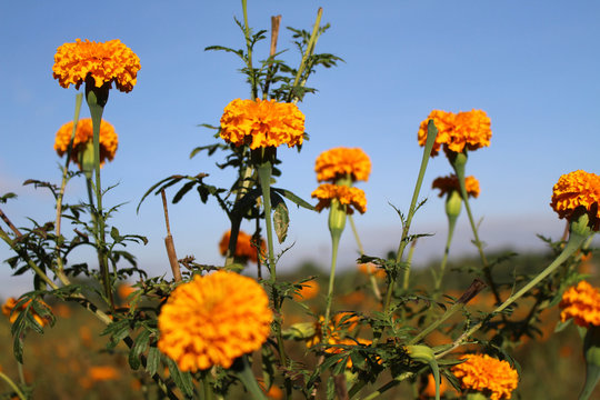 The marigold flowers or locally known as "gemitir".