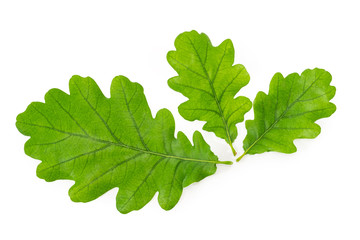 Three green leaves of common oak on a white background
