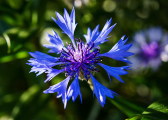 Cornflowers on blurred garden background
