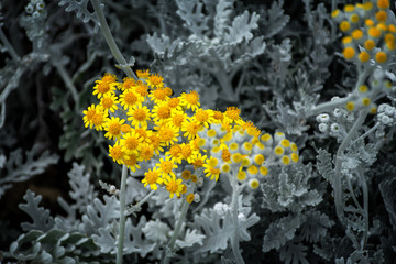 Senecio ash or Jacobea seaside (Jacobaea maritima)