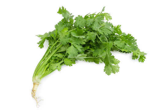 Cilantro with stalks, leaves and root on a white background