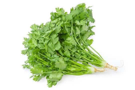 Two young coriander with stalks, leaves and roots