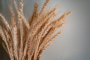 Fototapeta premium Heads of wheat