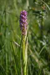Common spotted Orchid, Dactylorhiza incarnata ,in flower in late May on a Buckinghamshire heath, portrait format