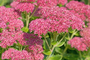 Große Fetthenne, Hylotelephium telephium