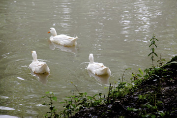 white duck swimming in the lake. White duck on the water