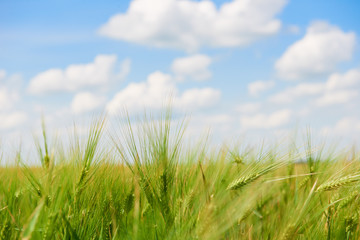 Fototapeta premium young wheat field closeup as background, bright sun, beautiful summer landscape