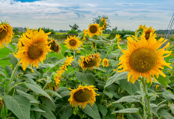 Fototapeta premium Sunflowers or Helianthus annuus .