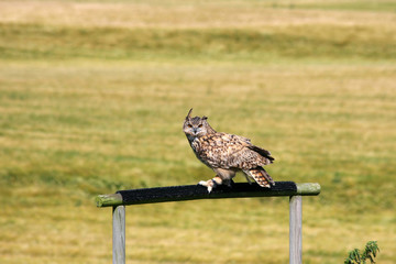 The long-eared owl (Asio otus).