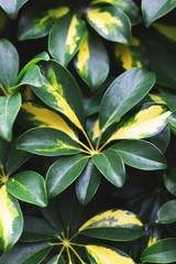 Tropical green and yellow leaves close-up. Natural background concept.