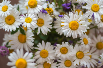 A bouquet of simple wild flowers. Chamomiles and bluebells wildflowers of Russia.