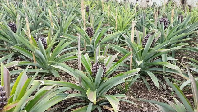 plantation of anas under greenhouse
