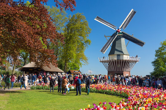 Blooming colorful tulips flowerbed in public flower garden Keukenhof with windmill. Popular tourist site. Lisse, Holland, Netherlands