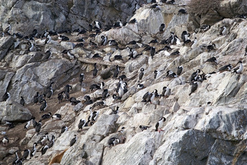 Imperial shags in Beagle Channel, Argentina