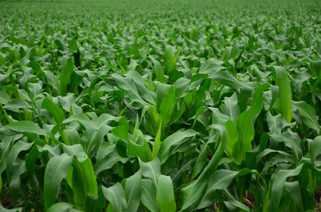 Field with young shoots of corn.