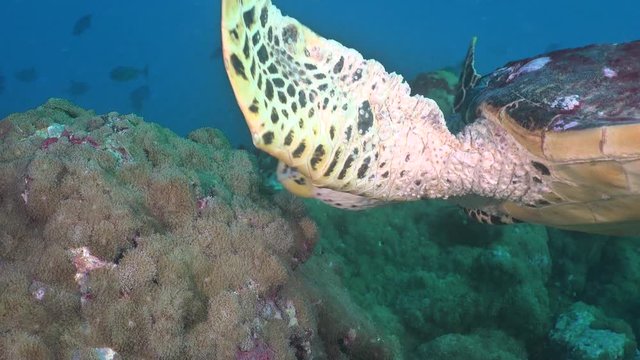 Hawksbill sea turtle eating coral and spongy - Eretmochelys imbricata