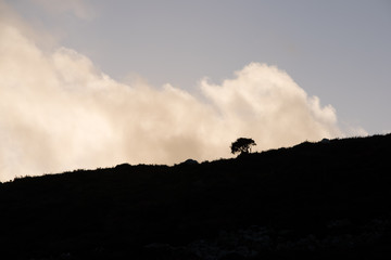 A tree on a hillside