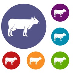 Cow icons set in flat circle red, blue and green color for web