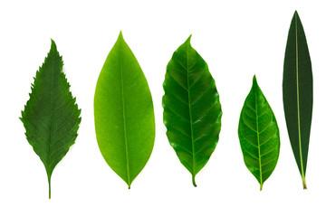 Green leaves on a white background